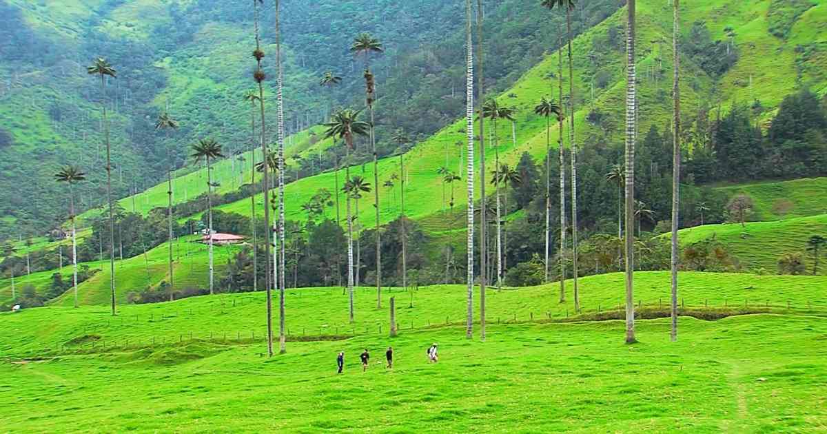 Visita Cocora y Salento